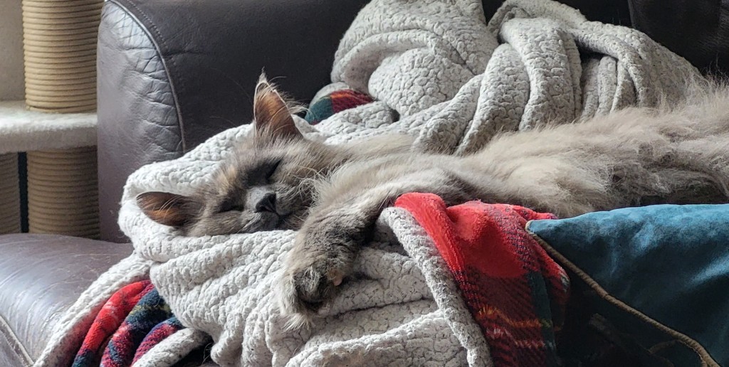 An image of a small grey cat lying on a white and red blanket. One paw is over the blanket. She is sleeping. 